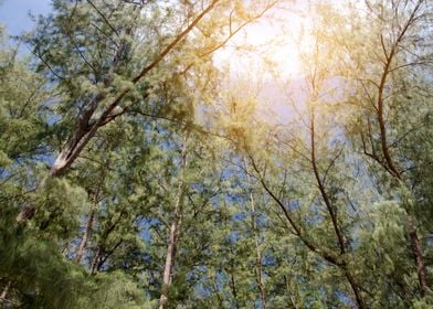 forest trees nature green