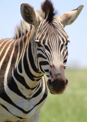 ZEBRA IN PRETORIA 