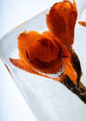 Orange freesia buds in ice