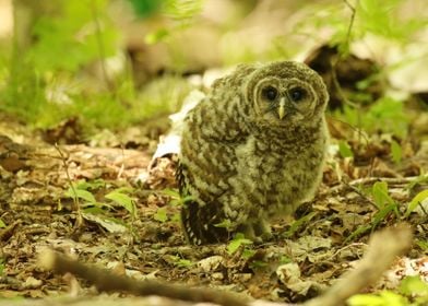 Older barred owlet