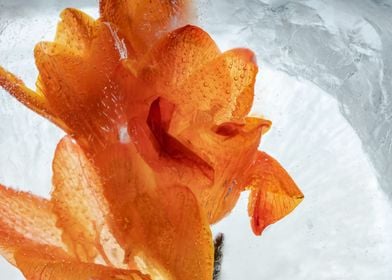 Orange freesia in ice