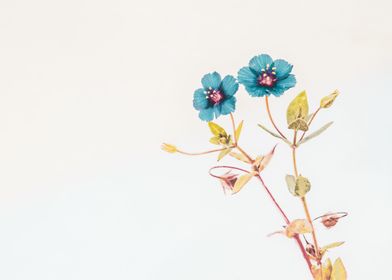 Blue pimpernel flowers