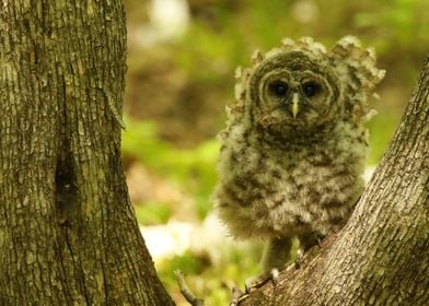 Baby barred owlet 2