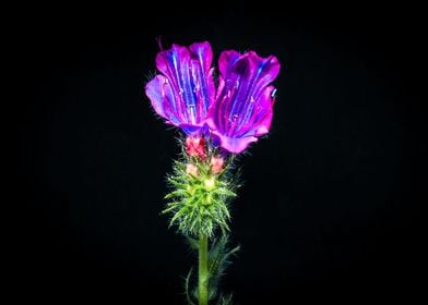 Vipers bugloss Flower