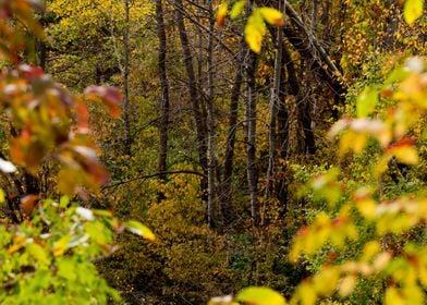 View into the forest