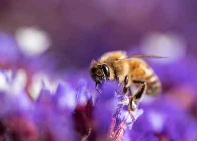 Bee in Purple Flowers