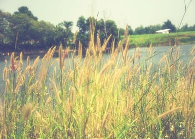 Flowers grass 