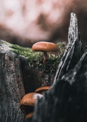 Climbing Mushrooms