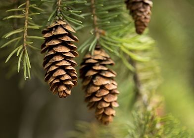 pine cone