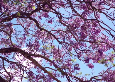 Blossom Canopy