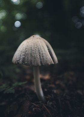 Mushroom in the dark