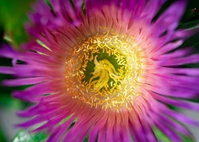 Purple and Yellow Flower