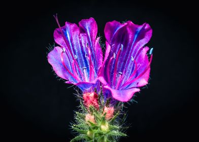 Vipers bugloss Flower