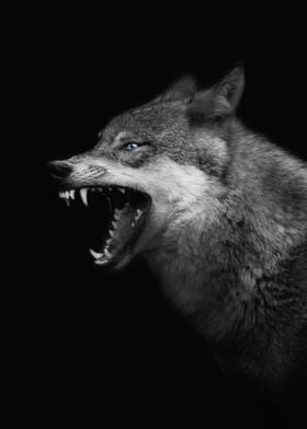 Angry grey wolf head