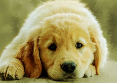 Adorable Golden Laying Dow