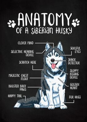 Anatomy Siberian Husky