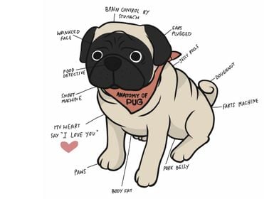 Anatomy of pug dog chart