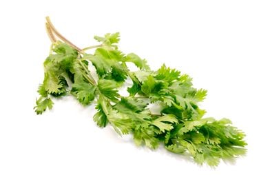 Coriander 