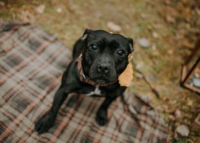 Cute black dog