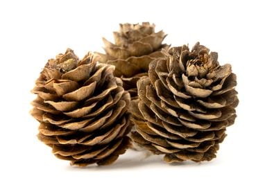 Conifer cone