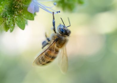 Hanging Honey Bee