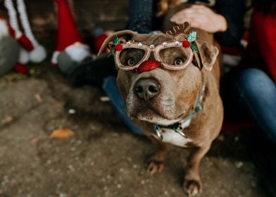 Christmas doggy