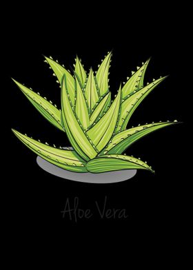 Aloe Vera Garden Plant Flo