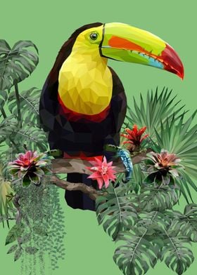 Toucan 