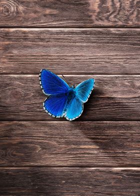 Just a blue butterfly