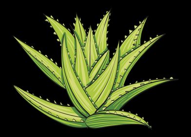 Aloe Vera Garden Plant Flo