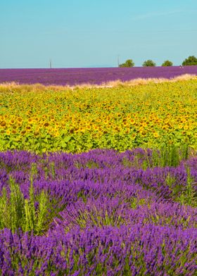  sunflower  and lavender