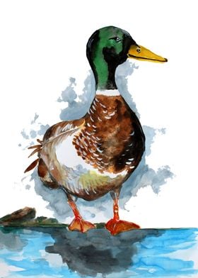 Mallard Duck Watercolor