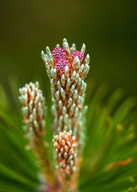 Young fir cones