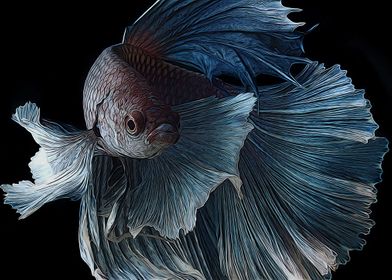 Betta Fish