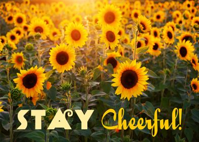 Stay Cheerful