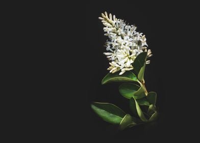 Wild privet flowers