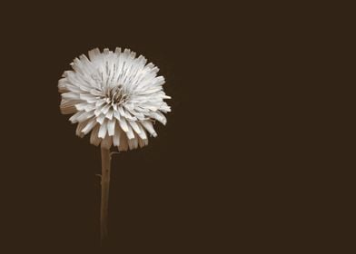 Dandelion flower