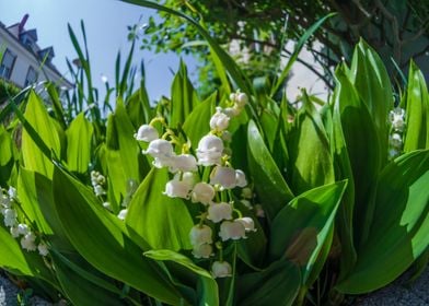 Tender white lilies