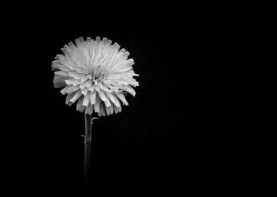 Dandelion flower