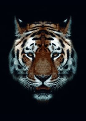 wild tiger head black 