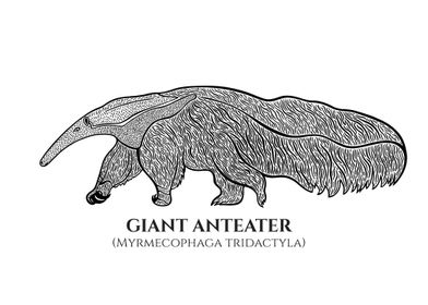 Giant Anteater with Names