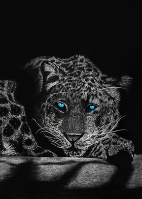 Blue Eyed BW Leopard