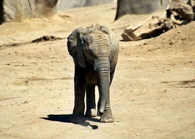 Baby Elephant