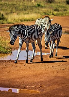 Beautiful Zebras