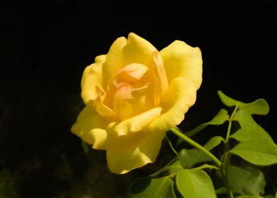 Yellow rose 2 