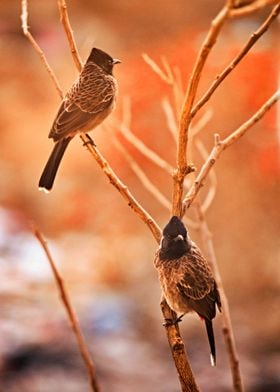 Two Beautiful Birds