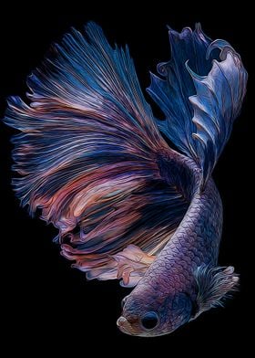 Betta Fish