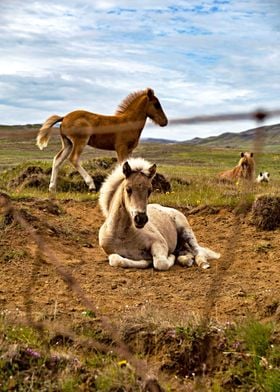 Horses In A field