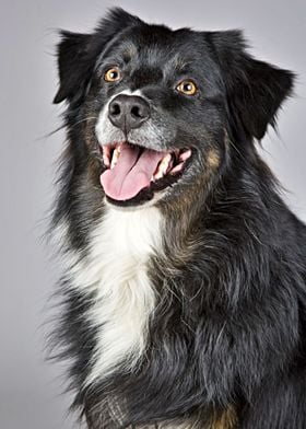 Cute Border Collie