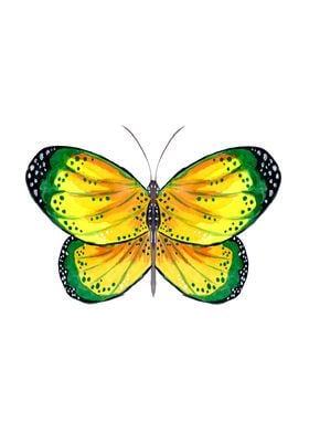 Green and Yellow Butterfly